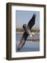 Brown Pelican in Breeding Plummage Dives for Fish-Hal Beral-Framed Photographic Print