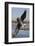 Brown Pelican in Breeding Plummage Dives for Fish-Hal Beral-Framed Photographic Print