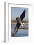 Brown Pelican in Breeding Plummage Dives for Fish-Hal Beral-Framed Photographic Print