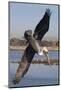 Brown Pelican in Breeding Plummage Dives for Fish-Hal Beral-Mounted Photographic Print