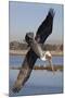 Brown Pelican in Breeding Plummage Dives for Fish-Hal Beral-Mounted Photographic Print