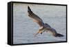 Brown Pelican in Breeding Plummage Flying-Hal Beral-Framed Stretched Canvas