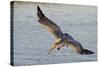 Brown Pelican in Breeding Plummage Flying-Hal Beral-Stretched Canvas