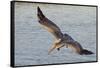 Brown Pelican in Breeding Plummage Flying-Hal Beral-Framed Stretched Canvas