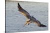 Brown Pelican in Breeding Plummage Flying-Hal Beral-Stretched Canvas