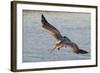 Brown Pelican in Breeding Plummage Flying-Hal Beral-Framed Photographic Print