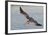 Brown Pelican in Breeding Plummage Flying-Hal Beral-Framed Photographic Print