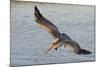 Brown Pelican in Breeding Plummage Flying-Hal Beral-Mounted Photographic Print