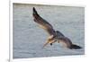 Brown Pelican in Breeding Plummage Flying-Hal Beral-Framed Photographic Print