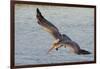 Brown Pelican in Breeding Plummage Flying-Hal Beral-Framed Photographic Print