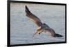 Brown Pelican in Breeding Plummage Flying-Hal Beral-Framed Photographic Print