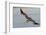 Brown Pelican in Breeding Plummage Flying-Hal Beral-Framed Photographic Print