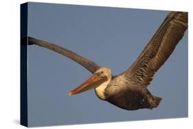 Brown Pelican in Flight-Hal Beral-Stretched Canvas