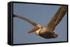 Brown Pelican in Flight-Hal Beral-Framed Stretched Canvas