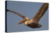 Brown Pelican in Flight-Hal Beral-Stretched Canvas