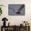 Brown Pelican in Flight-Hal Beral-Framed Stretched Canvas displayed on a wall