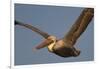 Brown Pelican in Flight-Hal Beral-Framed Photographic Print