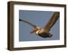 Brown Pelican in Flight-Hal Beral-Framed Photographic Print