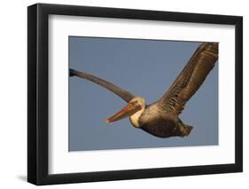 Brown Pelican in Flight-Hal Beral-Framed Photographic Print