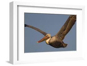 Brown Pelican in Flight-Hal Beral-Framed Photographic Print