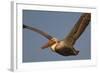 Brown Pelican in Flight-Hal Beral-Framed Photographic Print