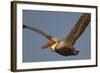 Brown Pelican in Flight-Hal Beral-Framed Photographic Print