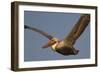 Brown Pelican in Flight-Hal Beral-Framed Photographic Print