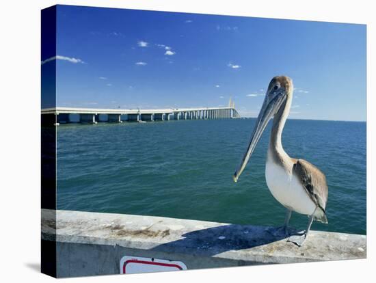 Brown Pelican in Front of the Sunshine Skyway Bridge at Tampa Bay, Florida, USA-Tomlinson Ruth-Stretched Canvas