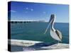 Brown Pelican in Front of the Sunshine Skyway Bridge at Tampa Bay, Florida, USA-Tomlinson Ruth-Stretched Canvas