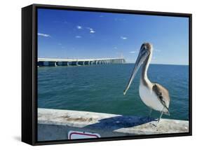 Brown Pelican in Front of the Sunshine Skyway Bridge at Tampa Bay, Florida, USA-Tomlinson Ruth-Framed Stretched Canvas