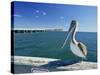 Brown Pelican in Front of the Sunshine Skyway Bridge at Tampa Bay, Florida, USA-Tomlinson Ruth-Stretched Canvas