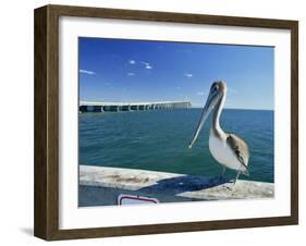 Brown Pelican in Front of the Sunshine Skyway Bridge at Tampa Bay, Florida, USA-Tomlinson Ruth-Framed Photographic Print