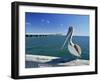 Brown Pelican in Front of the Sunshine Skyway Bridge at Tampa Bay, Florida, USA-Tomlinson Ruth-Framed Photographic Print