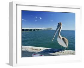 Brown Pelican in Front of the Sunshine Skyway Bridge at Tampa Bay, Florida, USA-Tomlinson Ruth-Framed Photographic Print