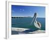 Brown Pelican in Front of the Sunshine Skyway Bridge at Tampa Bay, Florida, USA-Tomlinson Ruth-Framed Photographic Print