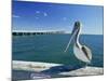 Brown Pelican in Front of the Sunshine Skyway Bridge at Tampa Bay, Florida, USA-Tomlinson Ruth-Mounted Photographic Print