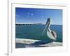 Brown Pelican in Front of the Sunshine Skyway Bridge at Tampa Bay, Florida, USA-Tomlinson Ruth-Framed Photographic Print