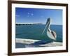 Brown Pelican in Front of the Sunshine Skyway Bridge at Tampa Bay, Florida, USA-Tomlinson Ruth-Framed Photographic Print