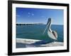 Brown Pelican in Front of the Sunshine Skyway Bridge at Tampa Bay, Florida, USA-Tomlinson Ruth-Framed Photographic Print