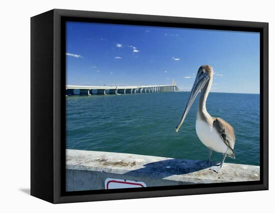 Brown Pelican in Front of the Sunshine Skyway Bridge at Tampa Bay, Florida, USA-Tomlinson Ruth-Framed Stretched Canvas
