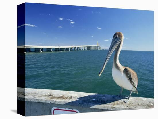 Brown Pelican in Front of the Sunshine Skyway Bridge at Tampa Bay, Florida, USA-Tomlinson Ruth-Stretched Canvas