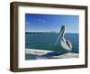 Brown Pelican in Front of the Sunshine Skyway Bridge at Tampa Bay, Florida, USA-Tomlinson Ruth-Framed Photographic Print