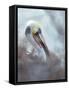 Brown pelican, La Jolla, San Diego, California, USA-Juan Carlos Munoz-Framed Stretched Canvas