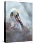 Brown pelican, La Jolla, San Diego, California, USA-Juan Carlos Munoz-Stretched Canvas