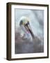 Brown pelican, La Jolla, San Diego, California, USA-Juan Carlos Munoz-Framed Photographic Print