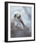 Brown pelican, La Jolla, San Diego, California, USA-Juan Carlos Munoz-Framed Photographic Print