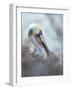 Brown pelican, La Jolla, San Diego, California, USA-Juan Carlos Munoz-Framed Photographic Print