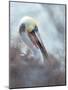 Brown pelican, La Jolla, San Diego, California, USA-Juan Carlos Munoz-Mounted Photographic Print