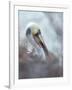 Brown pelican, La Jolla, San Diego, California, USA-Juan Carlos Munoz-Framed Photographic Print