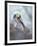 Brown pelican, La Jolla, San Diego, California, USA-Juan Carlos Munoz-Framed Photographic Print